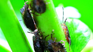 La gran familia de insectos