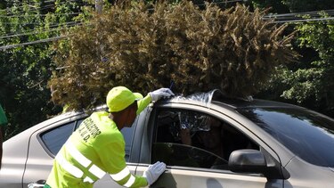 AAUD recogió mil 600 arbolitos navideños en centro de acopio