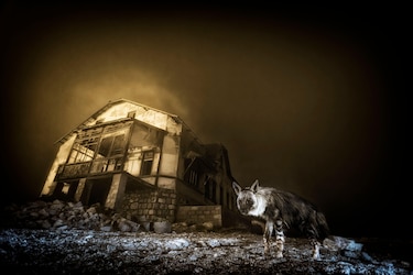 La historia de la foto ‘perfecta’ que tomó una década capturar y otras imágenes ganadoras del premio Fotógrafo de la Vida Silvestre 2025