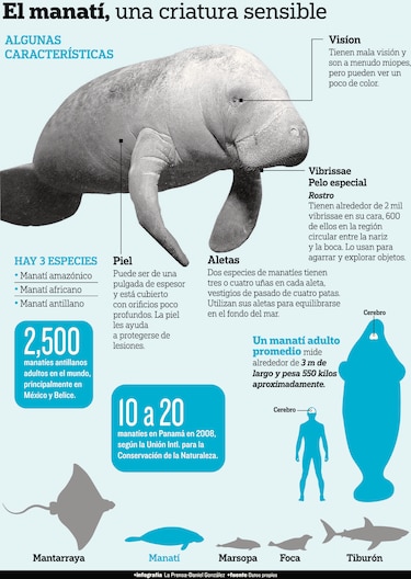 Estudian manatíes con sonares