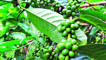 Pronostican récord en producción de café