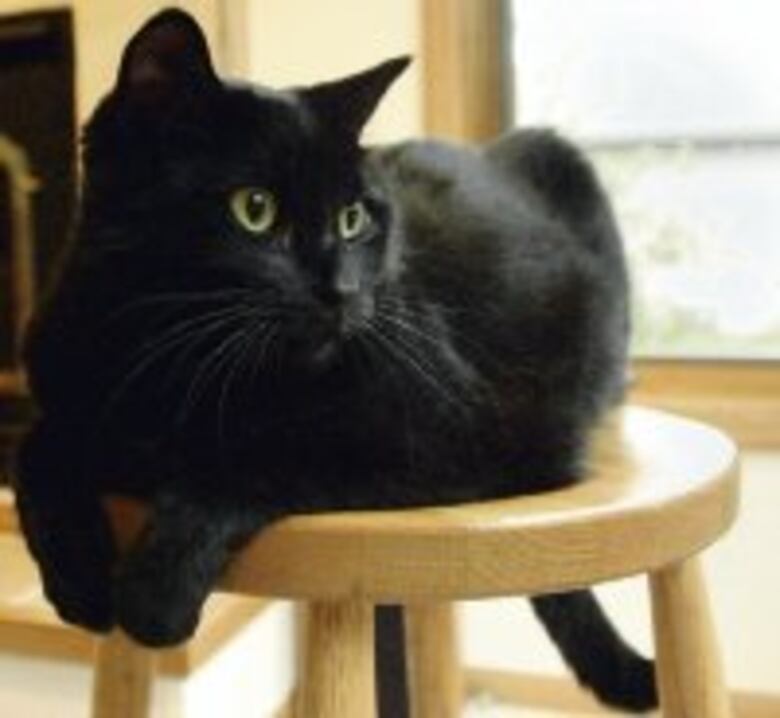 Día del Gato: Tres aniversarios y siete (¿o nueve?) vidas