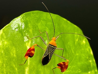 El misterio de las banderas brillantes de los insectos toreros