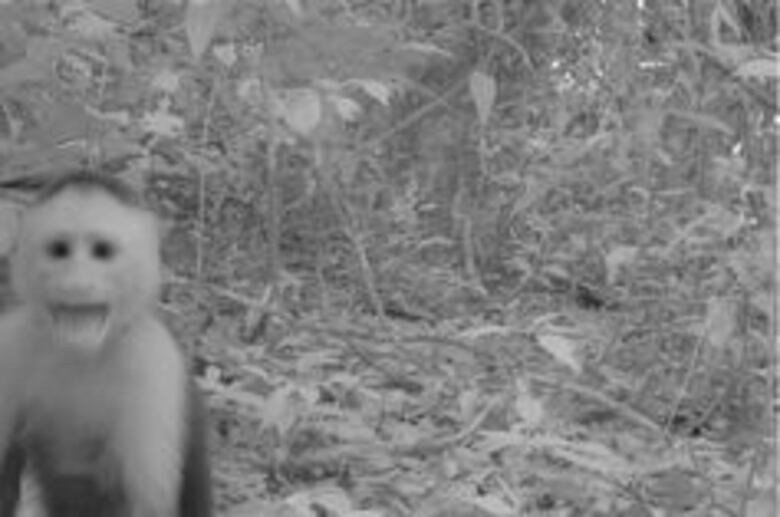 Imágenes de la vida silvestre, a favor de la ciencia