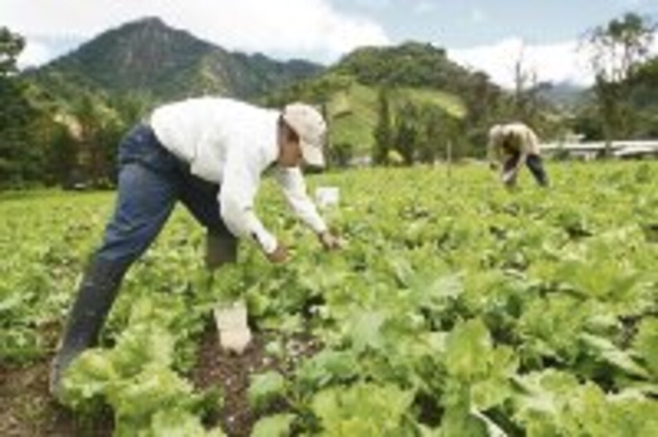 Heavy rains wipe out crops in Cerro Punta