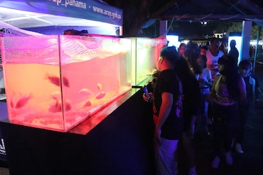 Peces multicolores y otras especies marinas, en exhibición durante la Feria de La Chorrera