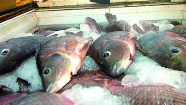 Impulsan cultivo de tilapia en estanque