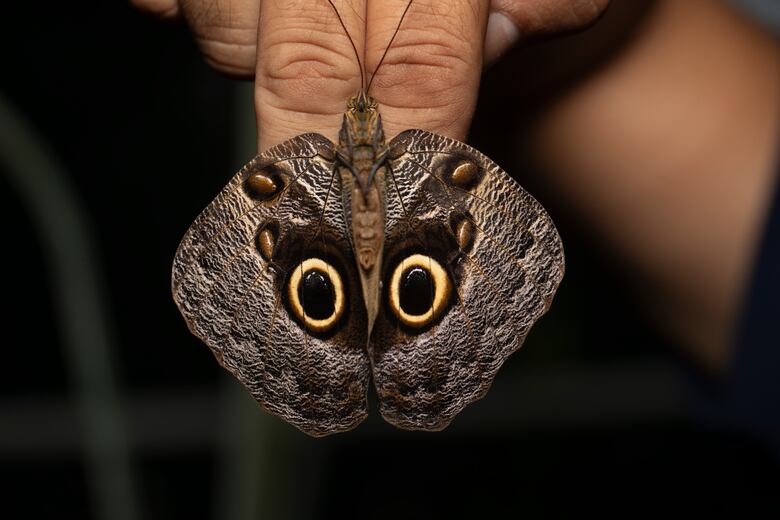 Smithsonian en Panamá inaugura el LepiDomo