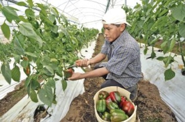 Ají pimentón para exportación