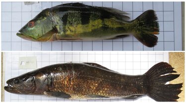 Peces contaminados con mercurio: un riesgo oculto en los lagos Gatún y Bayano