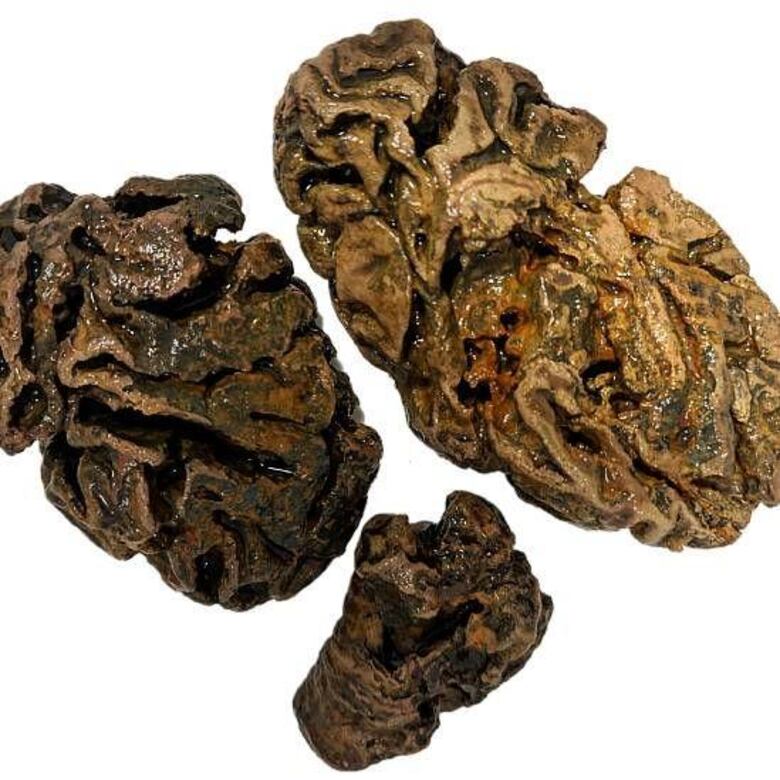 La científica que colecciona cerebros antiguos y busca descifrar por qué pueden perdurar hasta miles de años