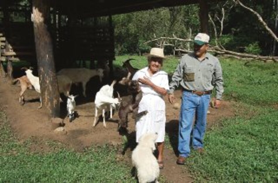 Mejoran genética de cabras y ovejas