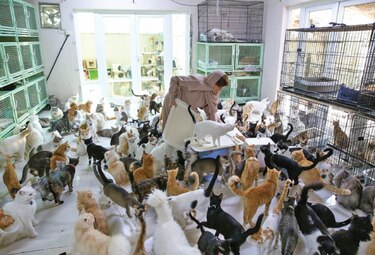 La mujer de los 500 gatos de Omán