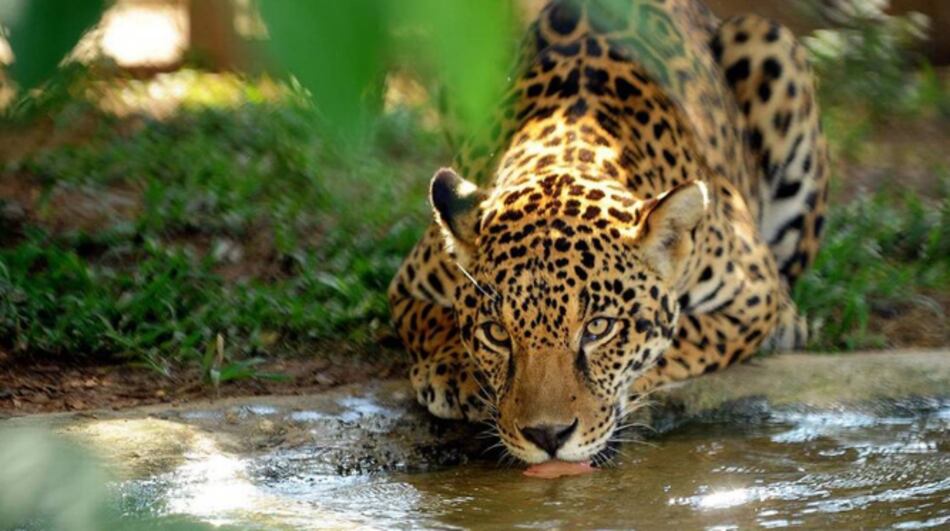 Brasil procesará a cazador que mató a más de mil jaguares en 32 años