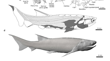 Hallan el pez óseo articulado más antiguo, que vivió hace unos 436 millones de años
