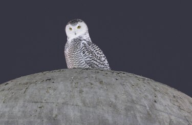 Un búho nival del Ártico causa sensación en Washington