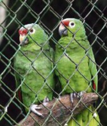 Tráfico de especies