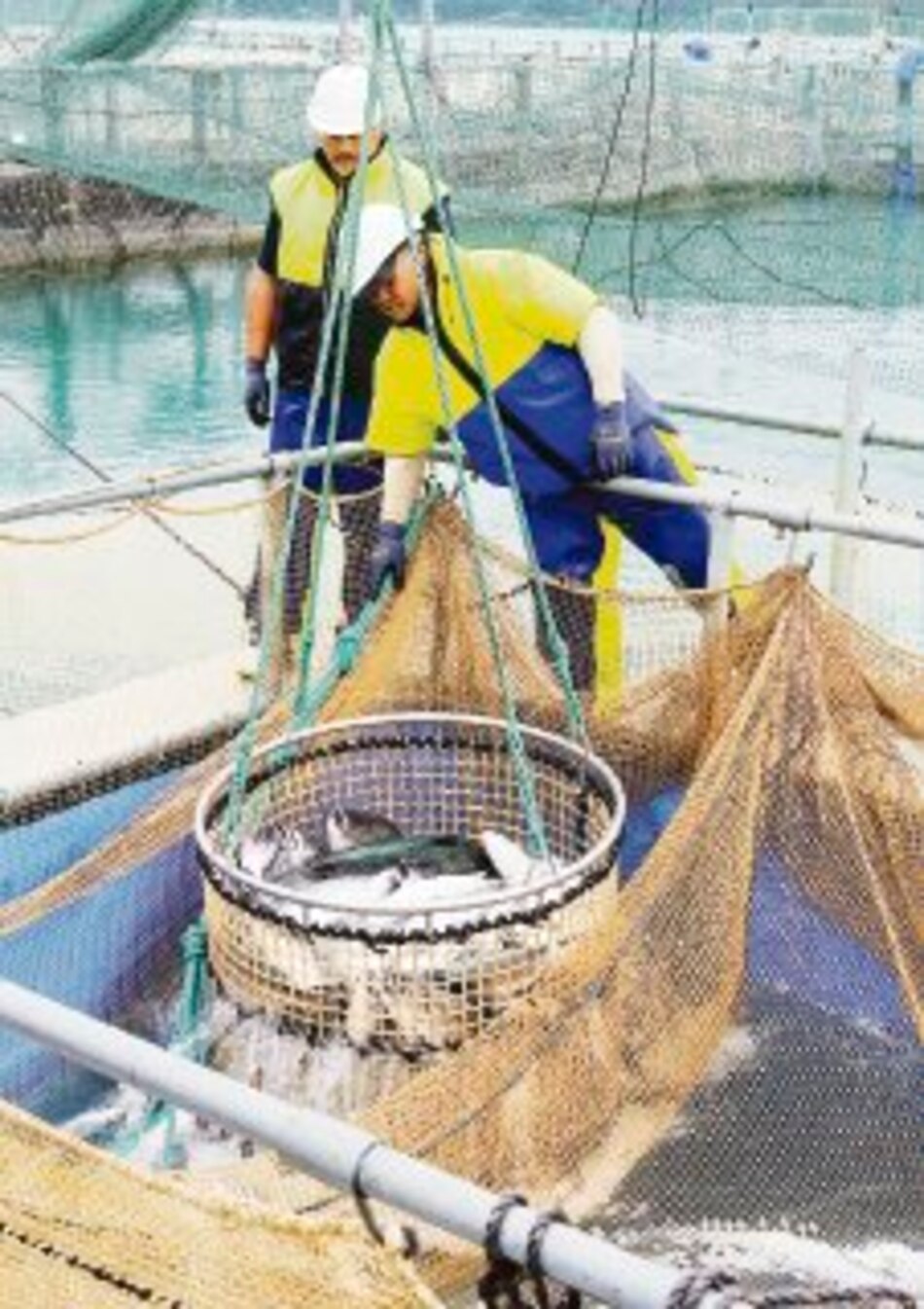 EU suspende ingreso de salmón chileno