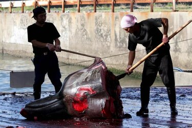 Japón comienza la pesca de ballenas en el Pacífico tras sentencia de la CIJ