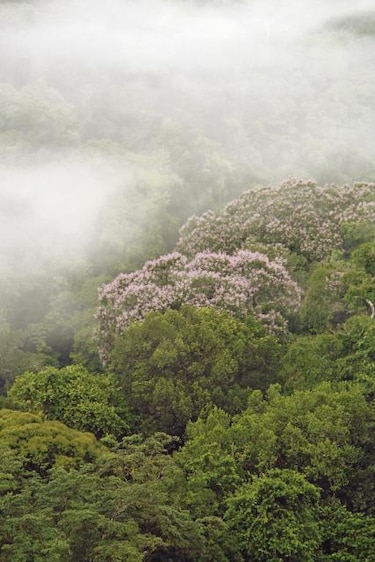 Nuevo acuerdo para la protección del jaguar en bosques de Panamá