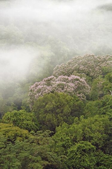 Nuevo acuerdo para la protección del jaguar en bosques de Panamá