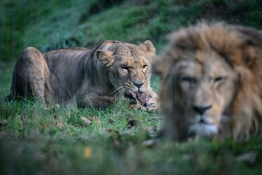 Una leona mata a un joven que ingresó a su recinto en un zoo de Brasil