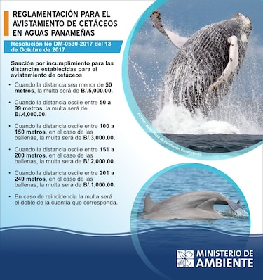 MiAmbiente fija multas de hasta 10 mil dólares por molestar a cetáceos
