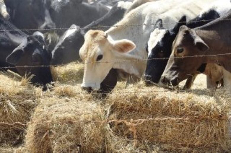 Precios mundiales de los alimentos y productos agrícolas cerraron 2023 en baja