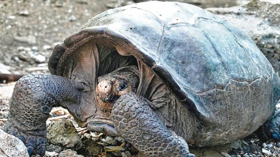Hallan tortuga gigante considerada desaparecida