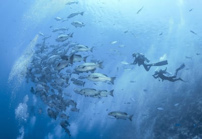 Investigadores de CSIC estudian las ‘amenazas crecientes’ del tráfico marítimo global para la biodiversidad