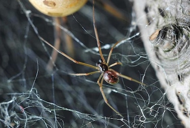 El macho de la viuda negra opta por arañas más jóvenes para sobrevivir al coito