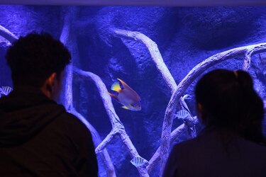 El desafío del Biomuseo ante la convulsión que mantiene a los visitantes alejados