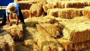 Forrajes para paliar la sequía