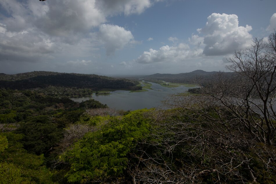 El compromiso de acabar con la deforestación no afectaría el suministro de los alimentos