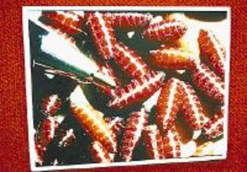 El gusano 'barrenador' está de vuelta en Darién