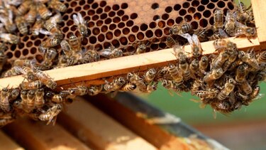 El superalimento creado por científicos de Oxford que busca salvar a las abejas de su desaparición