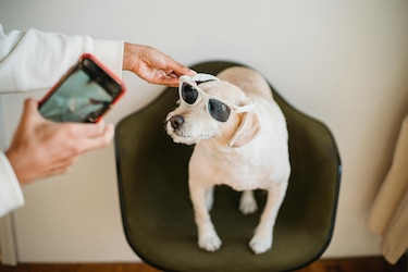 ‘Petfluencers’: los animales triunfan en redes sociales