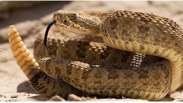 Hongo misterioso mata víboras en nueve estados