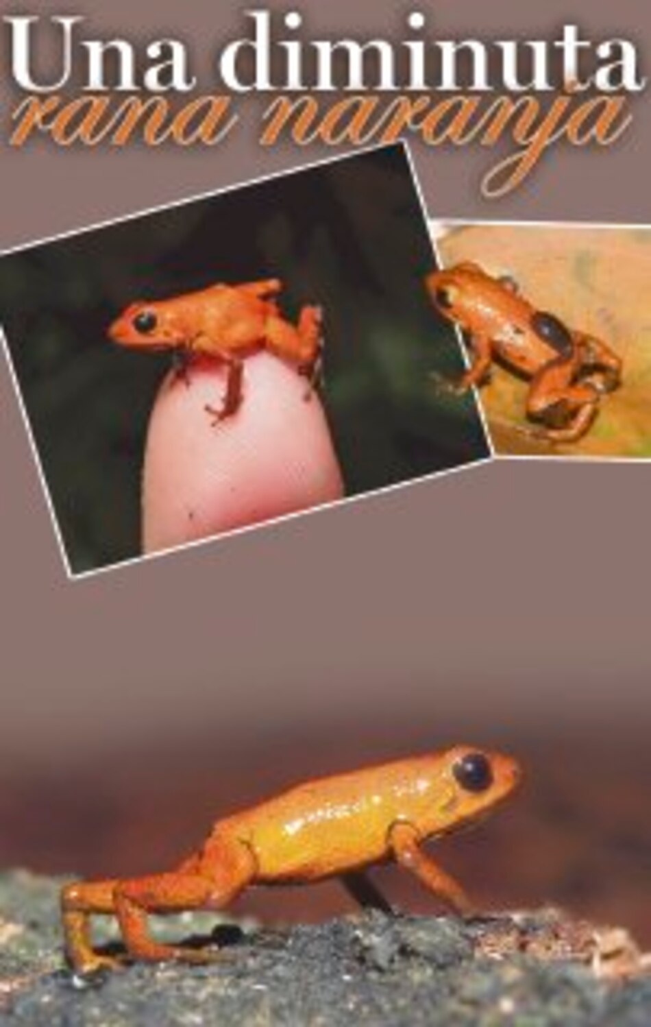 Científicos descubren nueva especie de rana en Donoso, en Colón