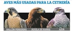 Aeropuerto de Tocumen utilizará halcones para espantar gallinazos
