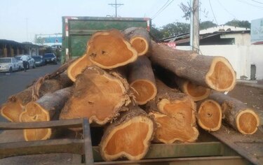 Decomisan cargamento de madera ilegal en Los Santos