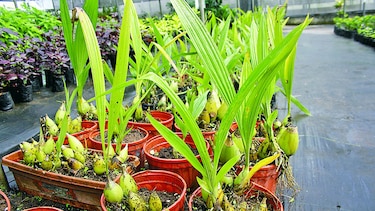 Reproducen flor del Espíritu Santo