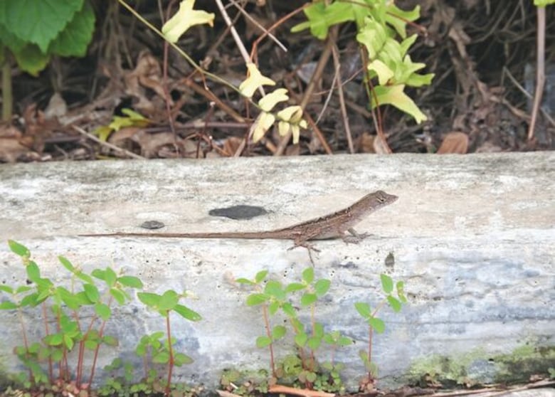 Anolis marrón cubano, el nuevo reptil que vive en la ciudad de Panamá