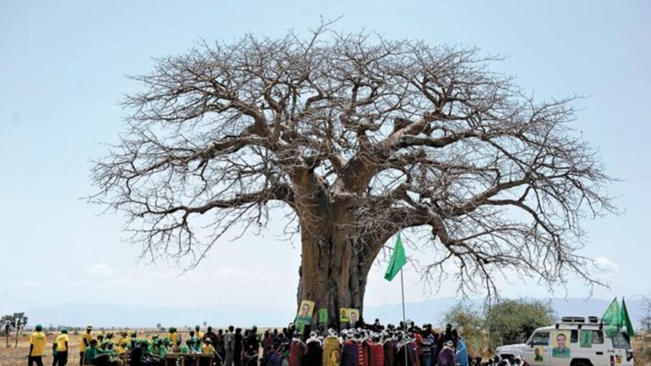 Alarma por desaparición de los baobabs más antiguos
