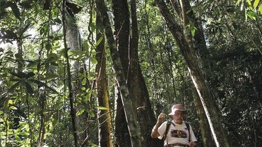 Los bosques tropicales pierden el aliento