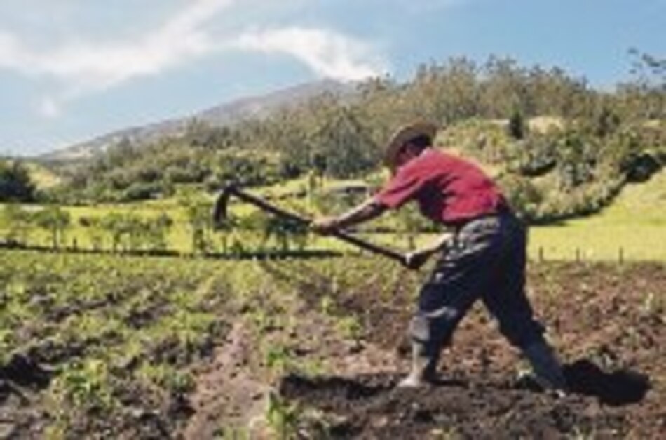 Promueven siembra de planta que abona suelo