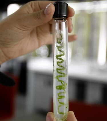 Microalgas para reducir CO2 del cemento, la investigación estrella de Argos