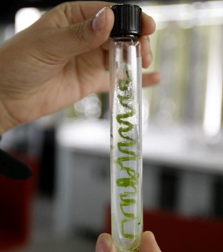 Microalgas para reducir CO2 del cemento, la investigación estrella de Argos