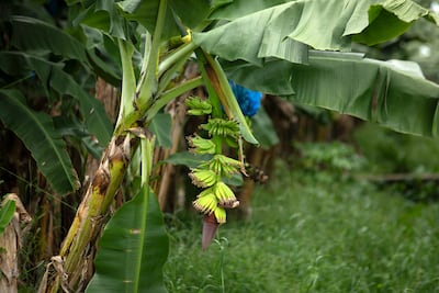 Banano y plátano bajo la sombra de una amenaza llamada ‘sigatoka negra’ 