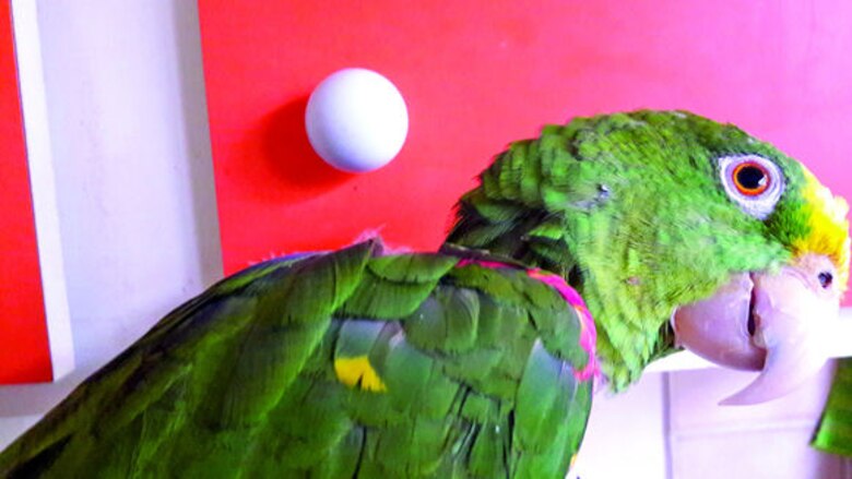 Pototita, dulce y destructora